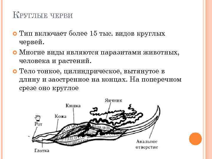 КРУГЛЫЕ ЧЕРВИ Тип включает более 15 тыс. видов круглых червей. Многие виды являются паразитами