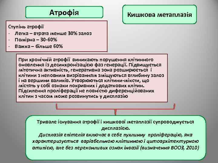 Атрофія Кишкова метаплазія Ступінь атрофії - Легка – втрата менше 30% залоз - Помірна