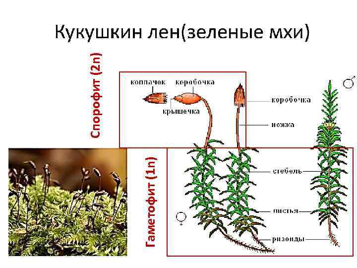 Гаметофит (1 n) Спорофит (2 n) 