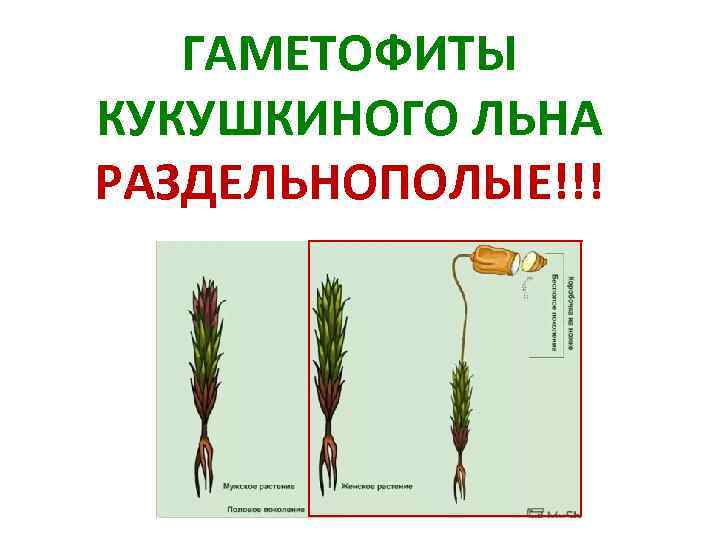 ГАМЕТОФИТЫ КУКУШКИНОГО ЛЬНА РАЗДЕЛЬНОПОЛЫЕ!!! 