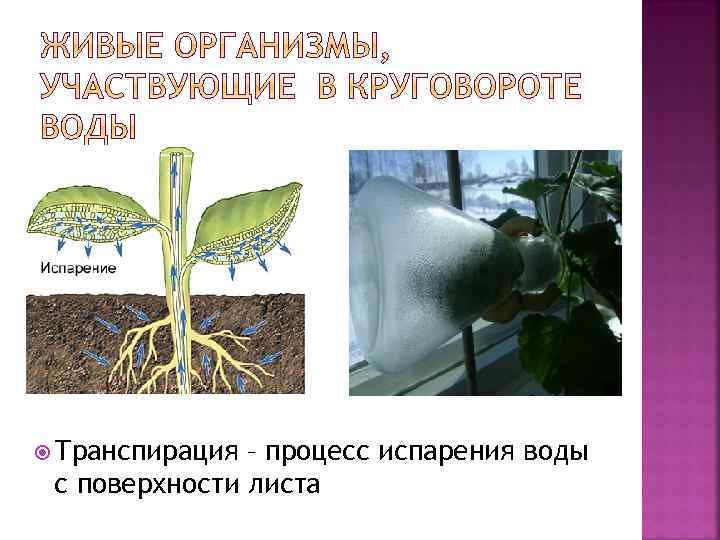 Движение воды в листьях. Транспирация - испарение воды с поверхности листа. Лентикулярная транспирация. В процессе транспирации лист. Транспирация с поверхности листа.