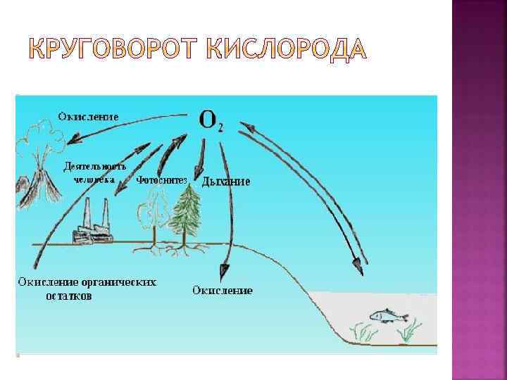 Схема круговороты кислорода - 82 фото