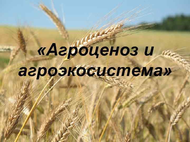  «Агроценоз и агроэкосистема» 