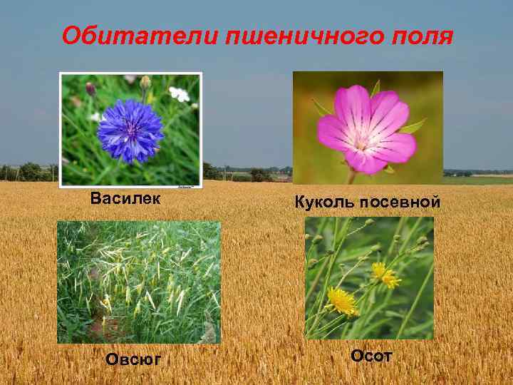 Обитатели пшеничного поля Василек Овсюг Куколь посевной Осот 
