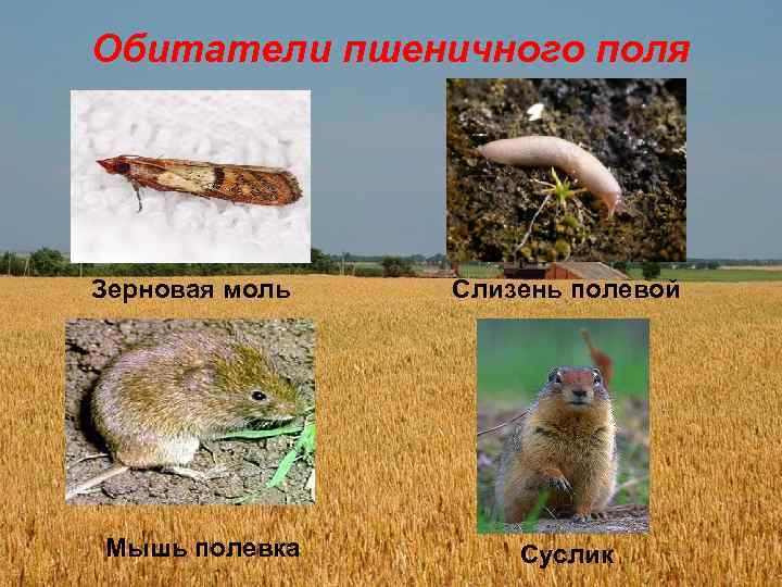 Обитатели пшеничного поля Зерновая моль Мышь полевка Слизень полевой Суслик 