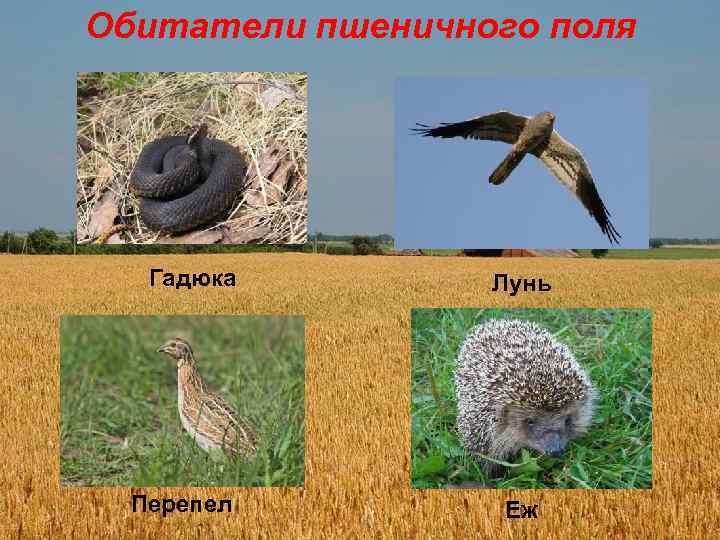 Обитатели пшеничного поля Гадюка Лунь Гадюка Перепел Еж 