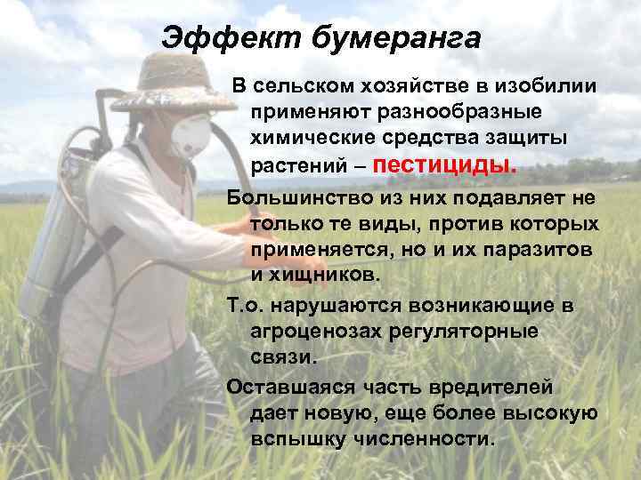 Эффект бумеранга В сельском хозяйстве в изобилии применяют разнообразные химические средства защиты растений –