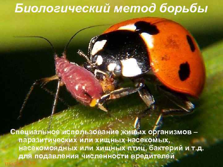 Биологический метод борьбы Специальное использование живых организмов – паразитических или хищных насекомых, насекомоядных или
