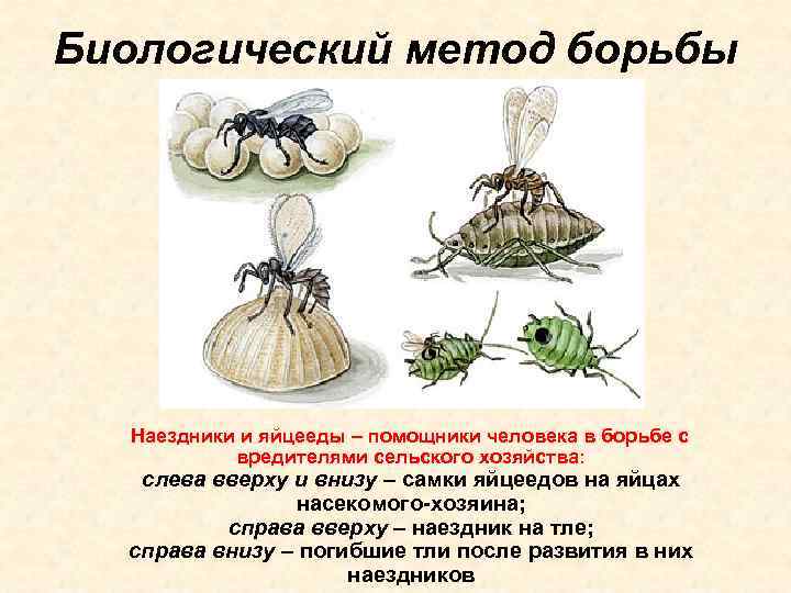 Биологический метод борьбы Наездники и яйцееды – помощники человека в борьбе с вредителями сельского