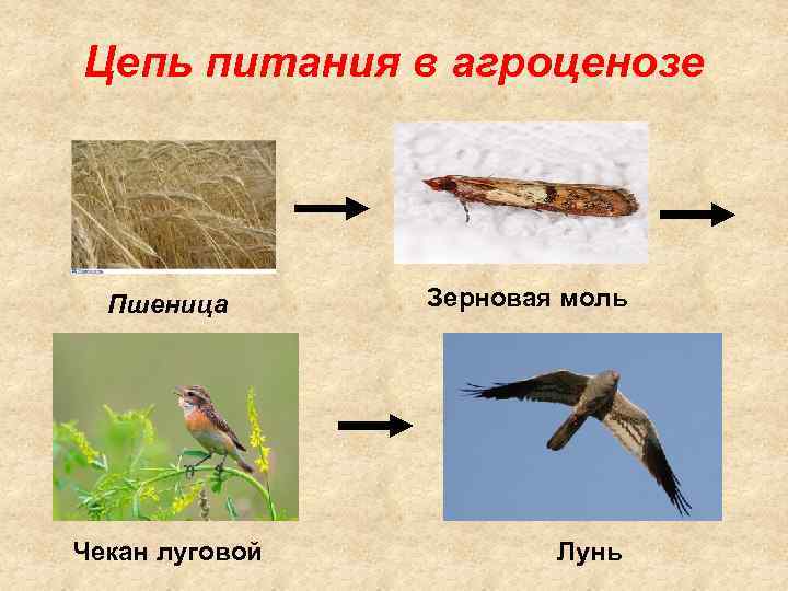Цепь питания в агроценозе Хлебный комарик Пшеница Чекан луговой Зерновая моль Лунь 