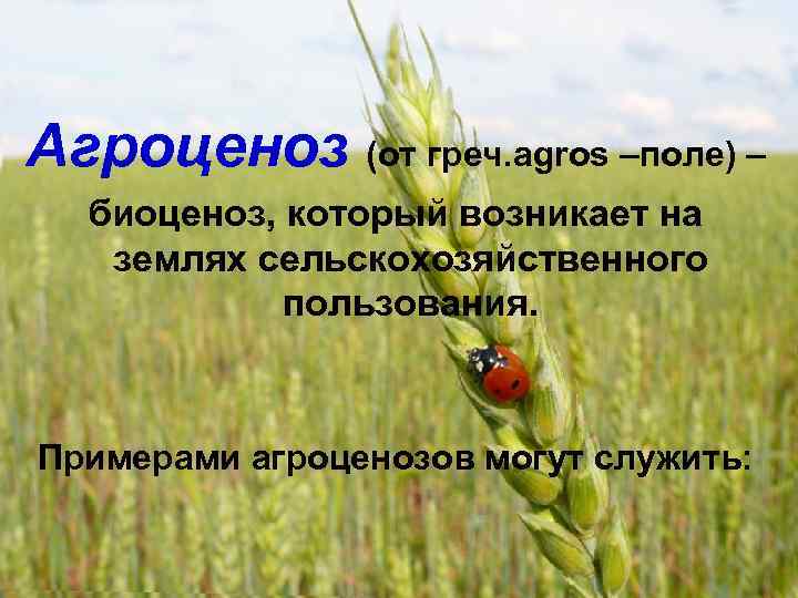 Агроценоз (от греч. agros –поле) – биоценоз, который возникает на землях сельскохозяйственного пользования. Примерами