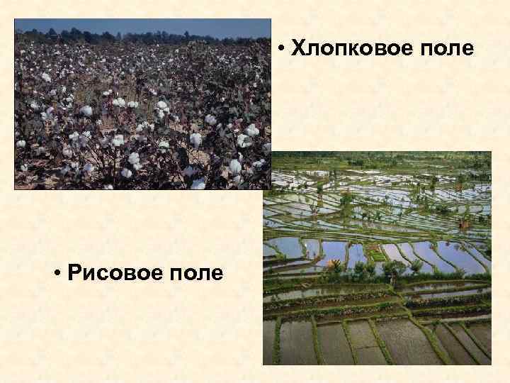  • Хлопковое поле • Рисовое поле 