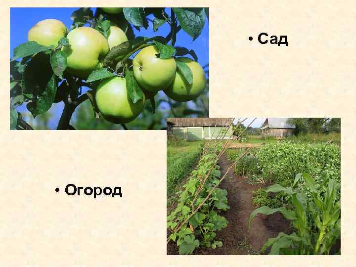  • Сад • Огород 