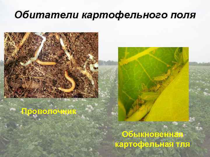 Обитатели картофельного поля Проволочник Обыкновенная картофельная тля 