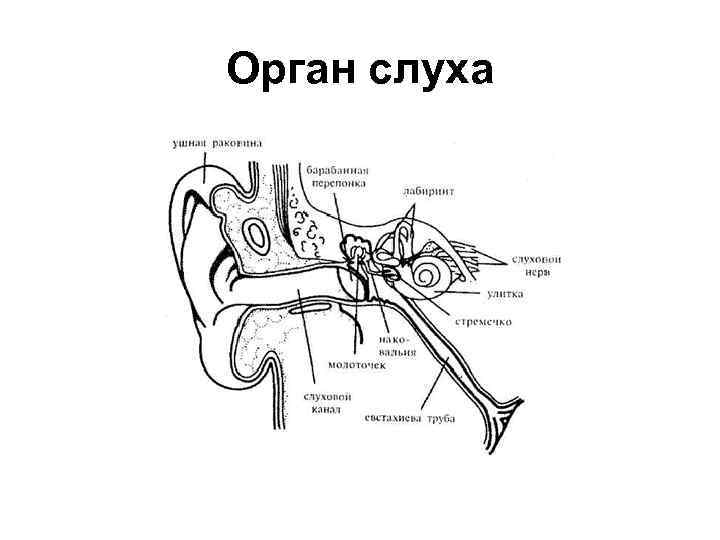 Рисунок органа слуха