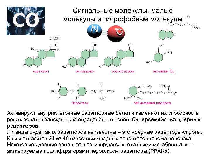 Сигнальные молекулы: малые молекулы и гидрофобные молекулы Активируют внутриклеточные рецепторные белки и изменяют их