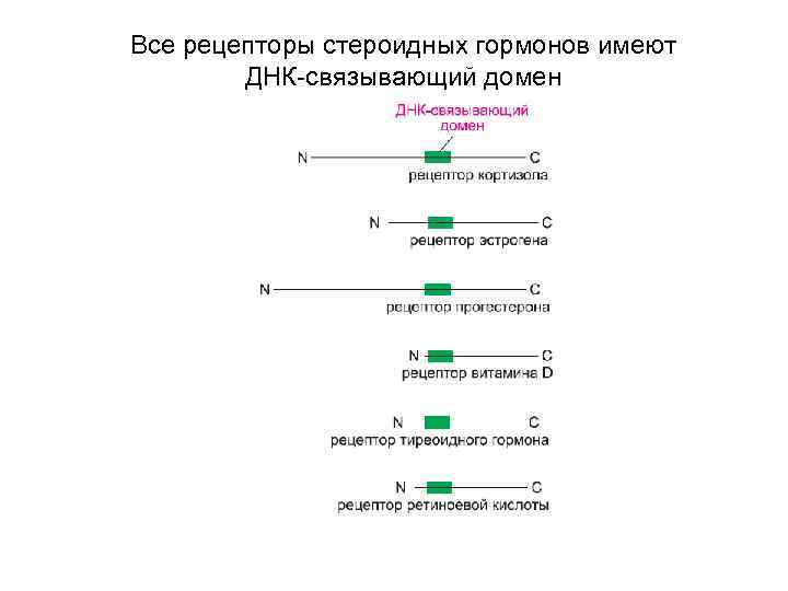 Все рецепторы стероидных гормонов имеют ДНК-связывающий домен 