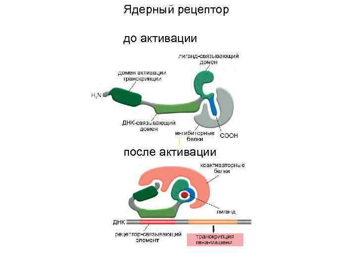 Ядерный рецептор до активации после активации 
