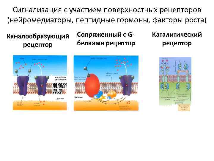 Сигнализация с участием поверхностных рецепторов (нейромедиаторы, пептидные гормоны, факторы роста) Каналообразующий рецептор Сопряженный с