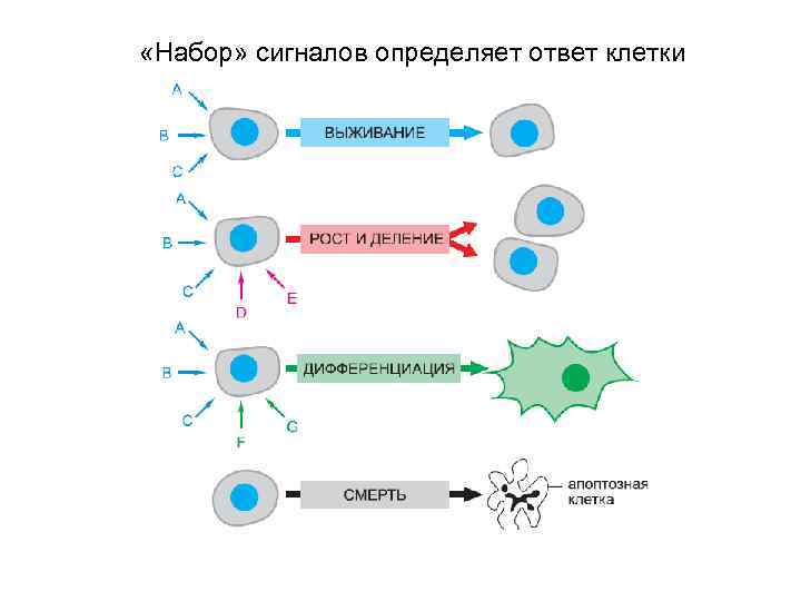  «Набор» сигналов определяет ответ клетки 