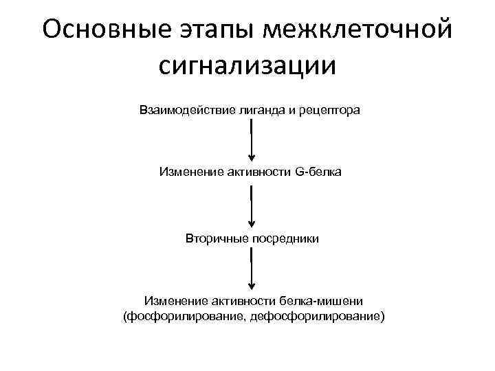 Основные этапы межклеточной сигнализации Взаимодействие лиганда и рецептора Изменение активности G-белка Вторичные посредники Изменение