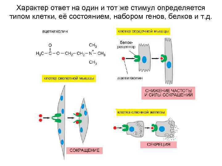 Характер ответ на один и тот же стимул определяется типом клетки, её состоянием, набором