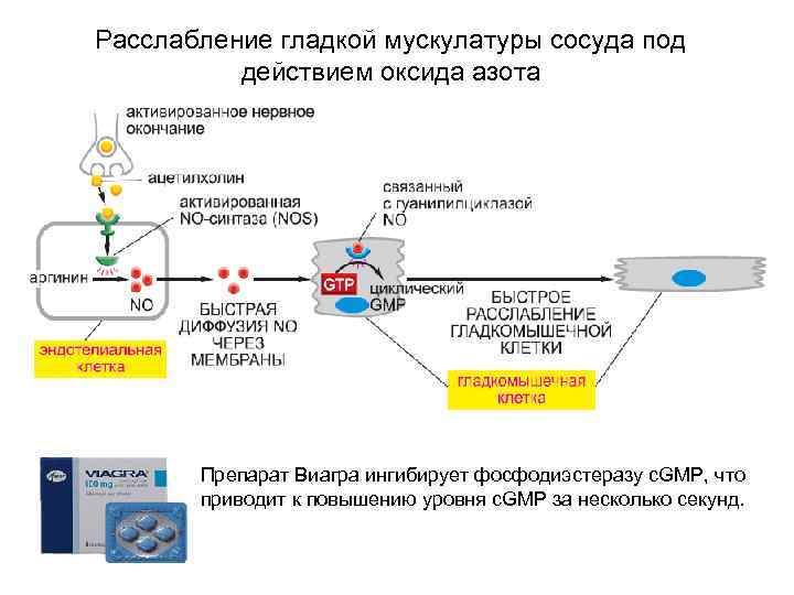 Расслабление гладкой мускулатуры сосуда под действием оксида азота Препарат Виагра ингибирует фосфодиэстеразу c. GMP,