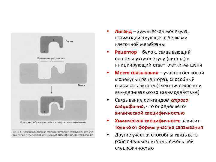  • • • Лиганд – химическая молекула, взаимодействующая с белками клеточной мембраны Рецептор