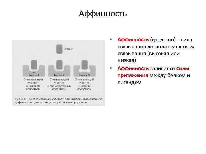 Аффинность • Аффинность (сродство) – сила связывания лиганда с участком связывания (высокая или низкая)