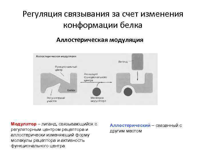 Регуляция связывания за счет изменения конформации белка Аллостерическая модуляция Модулятор – лиганд, связывающийся с