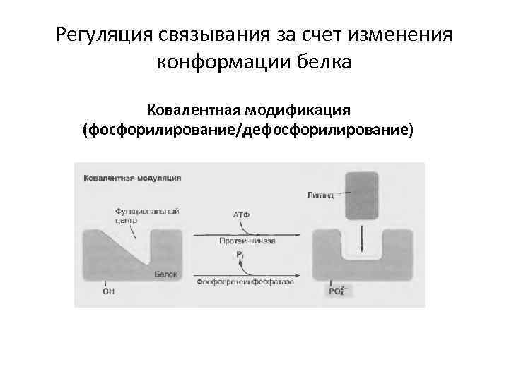 Регуляция связывания за счет изменения конформации белка Ковалентная модификация (фосфорилирование/дефосфорилирование) 