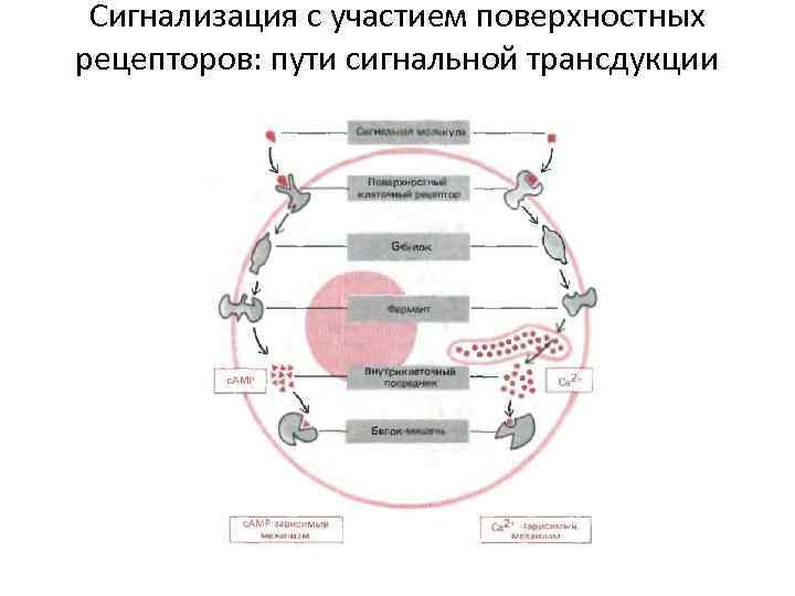 Сигнализация с участием поверхностных рецепторов: пути сигнальной трансдукции 