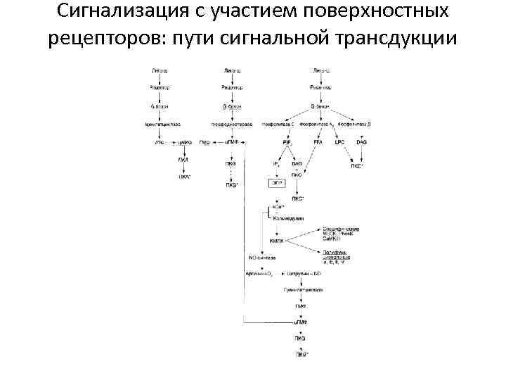 Сигнализация с участием поверхностных рецепторов: пути сигнальной трансдукции 