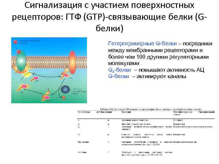 Сигнализация с участием поверхностных рецепторов: ГТФ (GTP)-связывающие белки (Gбелки) Гетеротримерные G-белки – посредники между