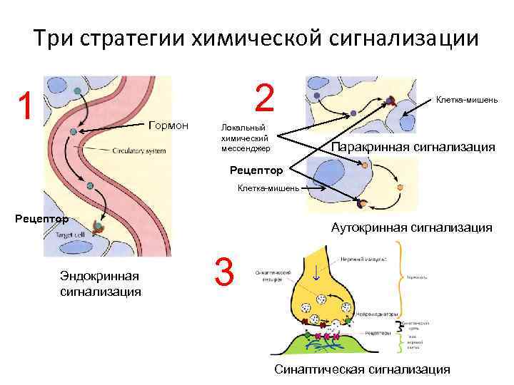 Три стратегии химической сигнализации 1 Гормон 2 Локальный химический мессенджер Клетка-мишень Паракринная сигнализация Рецептор