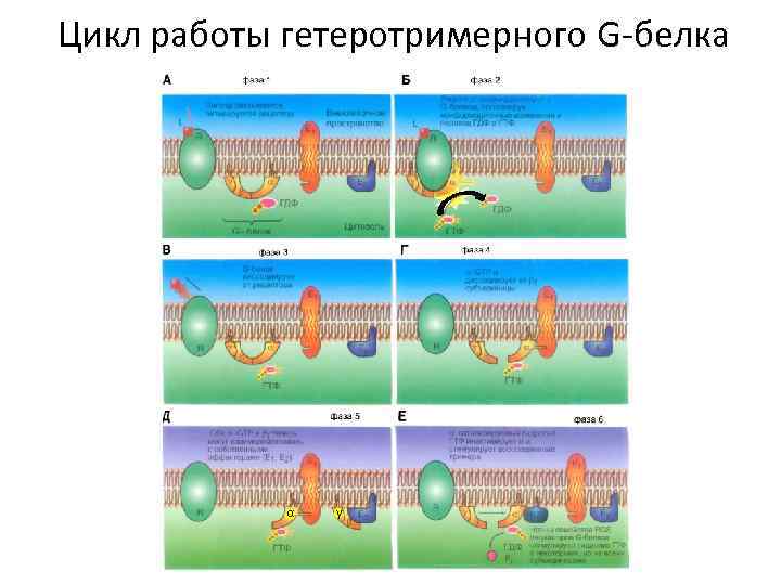 Цикл работы гетеротримерного G-белка α γ 