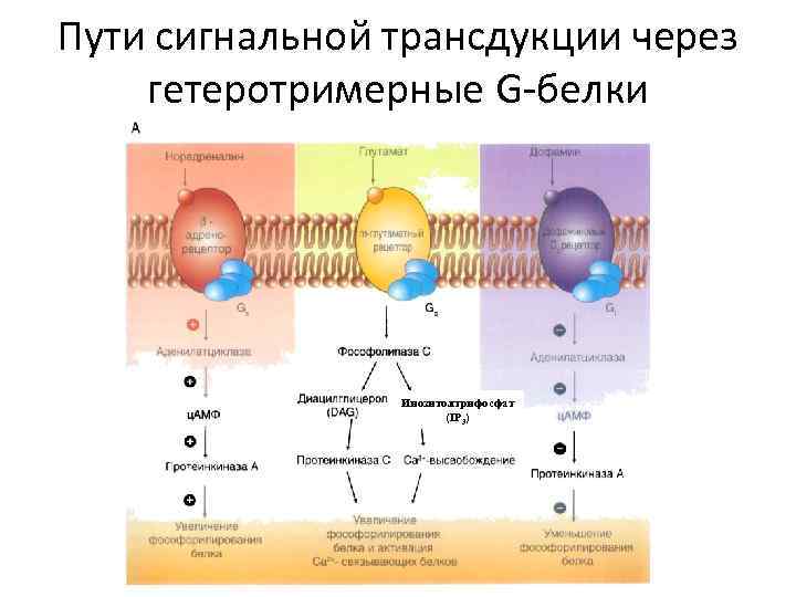 Пути сигнальной трансдукции через гетеротримерные G-белки Инозитолтрифосфат (IP 3) 