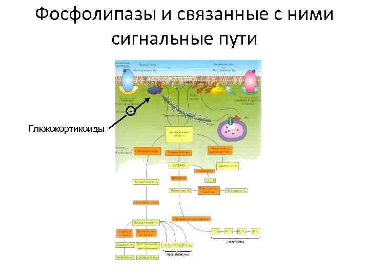 Фосфолипазы и связанные с ними сигнальные пути Глюкокортикоиды 