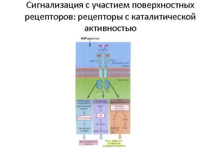 Сигнализация с участием поверхностных рецепторов: рецепторы с каталитической активностью 