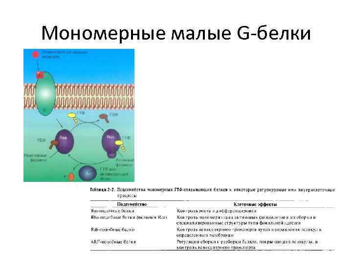 Мономерные малые G-белки 