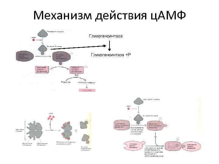 Действия через. Схема действия ЦАМФ,. ЦАМФ механизм действия. Через систему ЦАМФ действуют. Эффекты ЦАМФ.