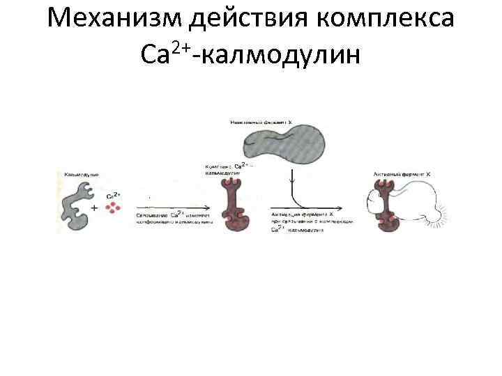 Механизм действия комплекса Ca 2+-калмодулин 