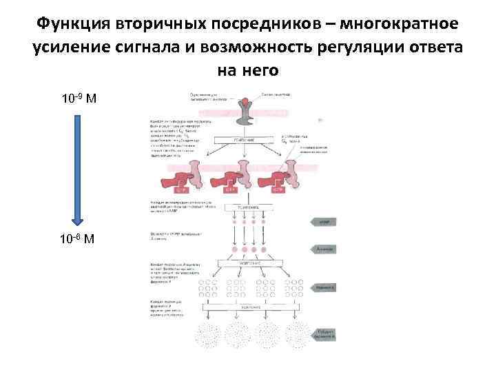 Функция вторичных посредников – многократное усиление сигнала и возможность регуляции ответа на него 10