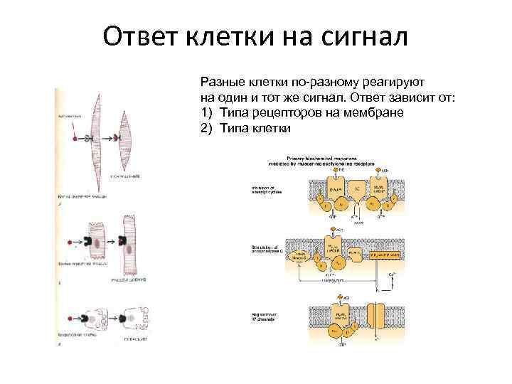 Ответ клетки на сигнал Разные клетки по-разному реагируют на один и тот же сигнал.