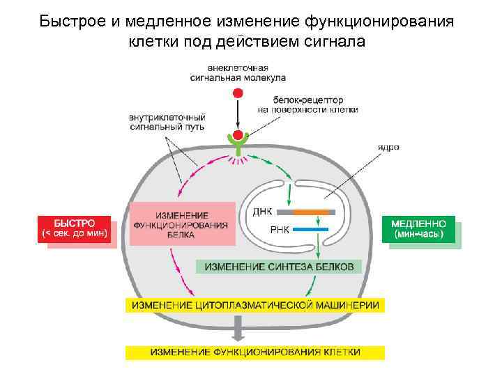 Быстрое и медленное изменение функционирования клетки под действием сигнала 