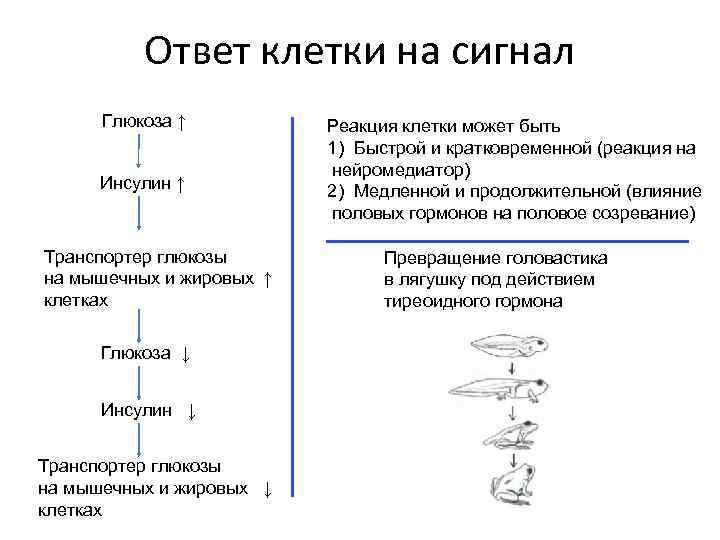 Ответ клетки на сигнал Глюкоза ↑ Инсулин ↑ Транспортер глюкозы на мышечных и жировых