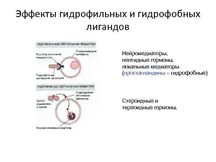 Эффекты гидрофильных и гидрофобных лигандов Нейромедиаторы, пептидные гормоны, локальные медиаторы (простагландины – гидрофобные) Стероидные