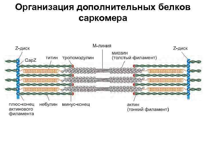  Организация дополнительных белков саркомера 