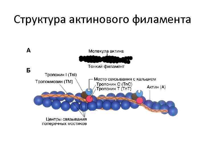 Структура актинового филамента 