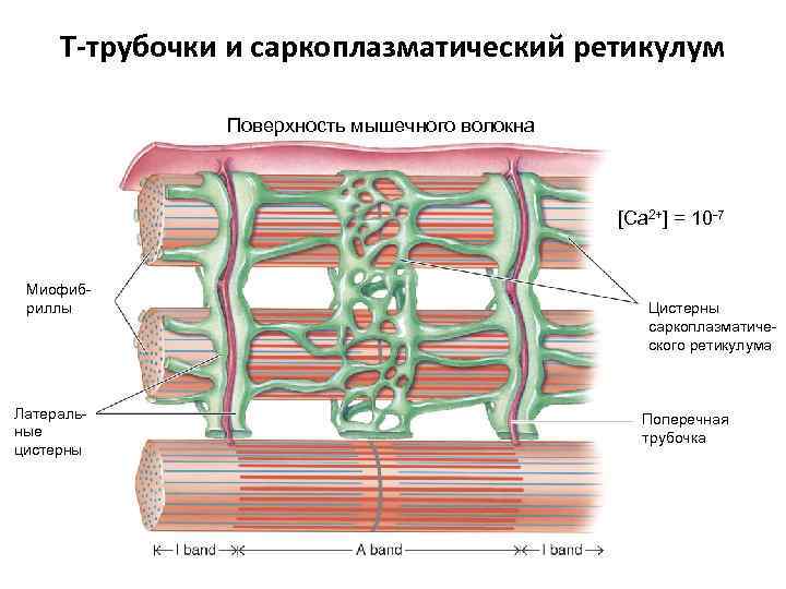 Презентация механизм сокращения мышечного волокна т система мышечного волокна